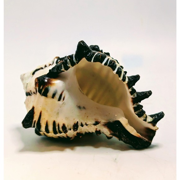 88mm 3.5" BIack Murex Hexaplex Radix Sea Shell Conch Hermit - Picture 4 of 7